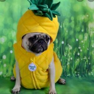Pineapple Pet Coat, SZ XS